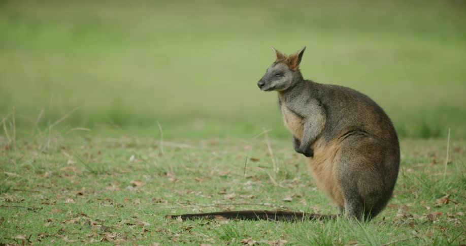 An animal stands outside