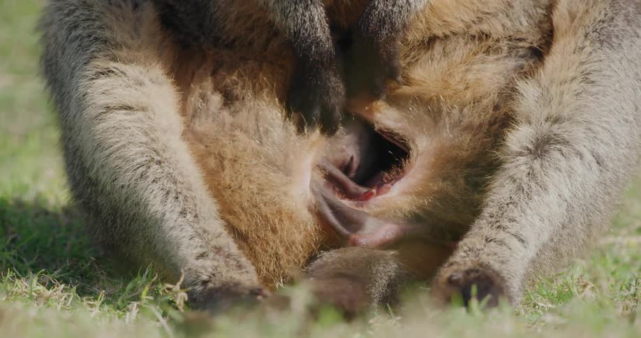 Baby kangaroo hangs out in mothers pouch