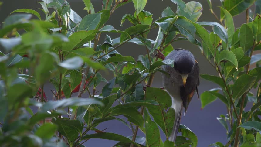 A bird hanging off a plant putting its beak in between a leaf