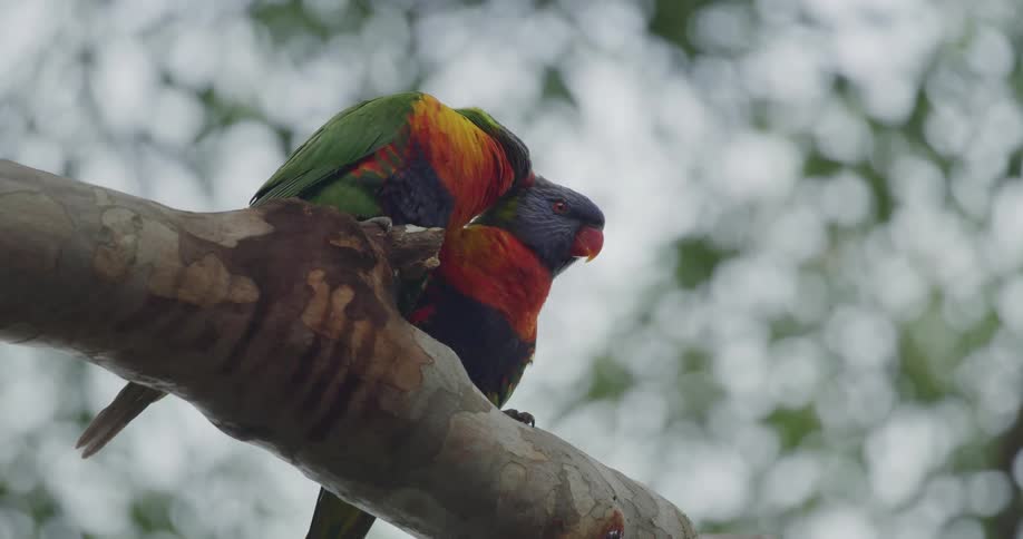 Pair of australian rainbow lorikeet standing on a branch at day