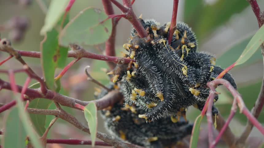 Caterpillars perch and stick together on the branch of the tree