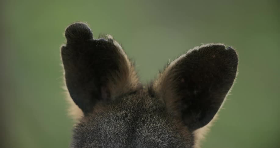 A furry animal moving its ears