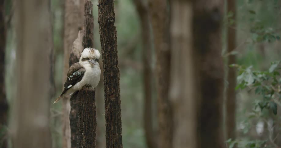 White breasted and headed bird perches on tree in forest