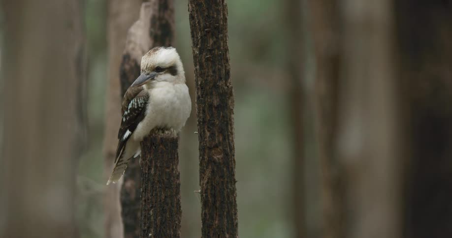 A white and brown bird perching on a tree