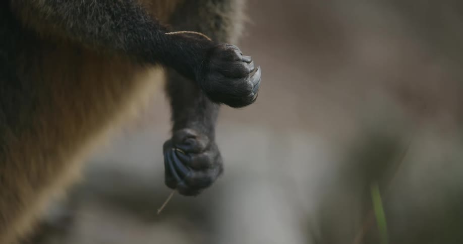 A animal paws touching its face