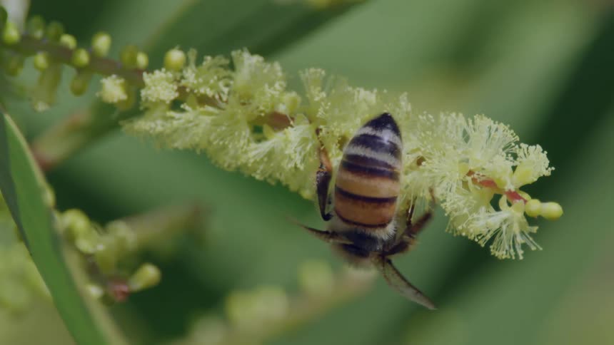 Bee inspects flowers on plant and flies away