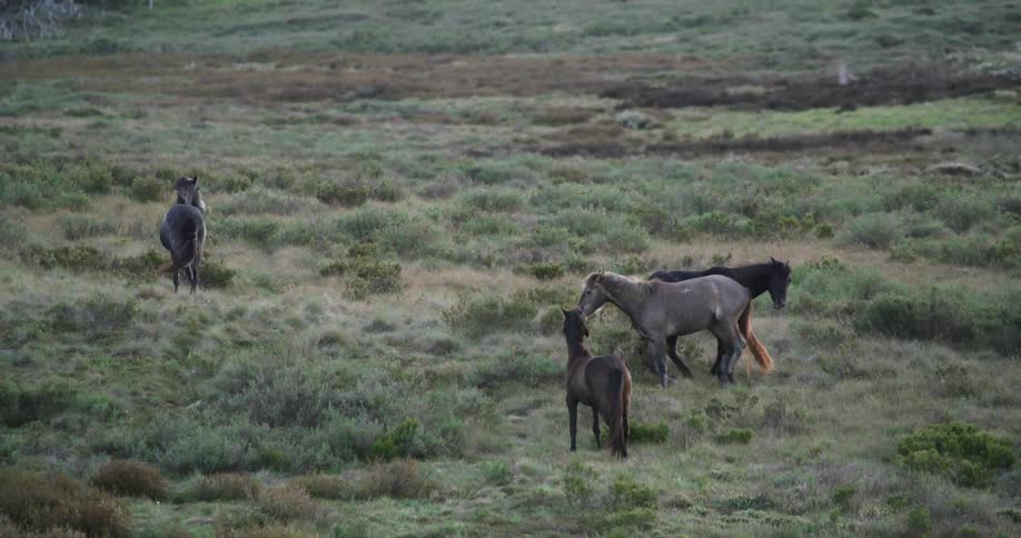 Herd of wild horses on plain grassland at day