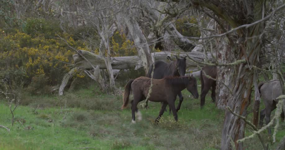 Wild horses graze and walk in the green grassland