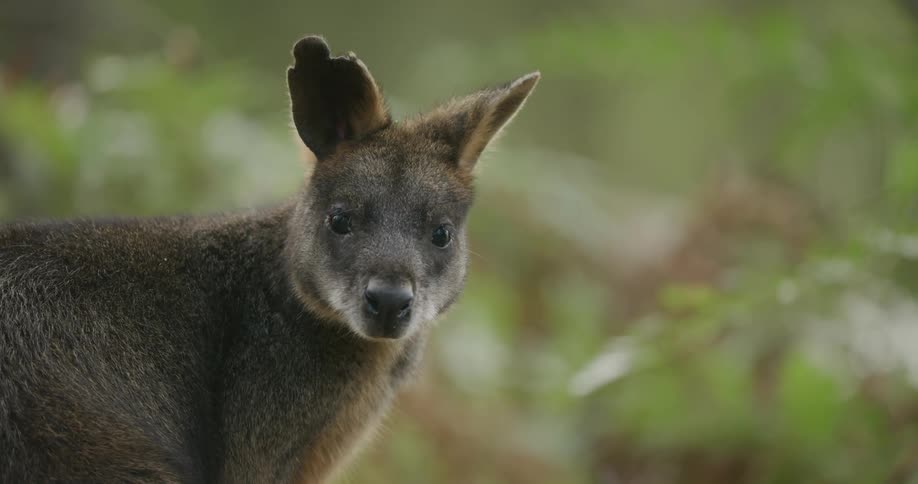 A wallaby standing and looking at the camera