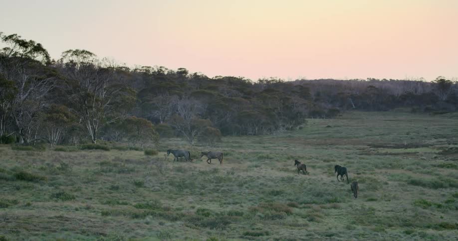 The horses run through the field
