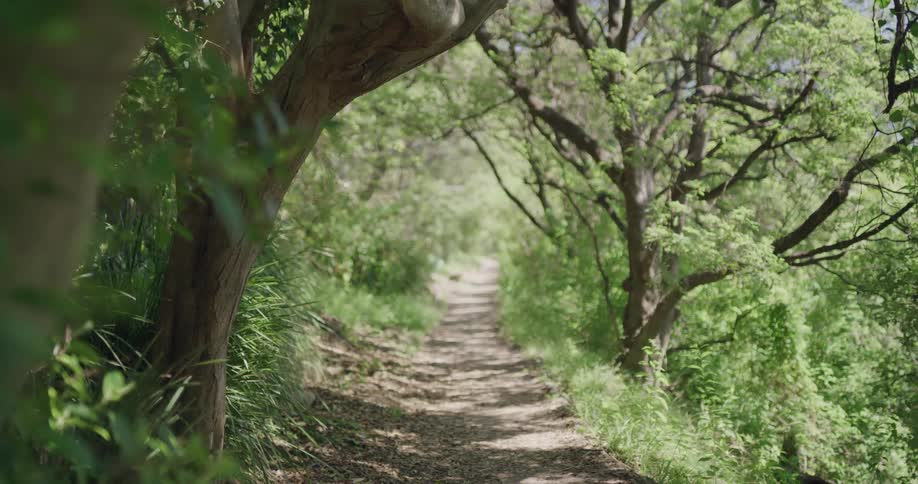 A trail in a forest