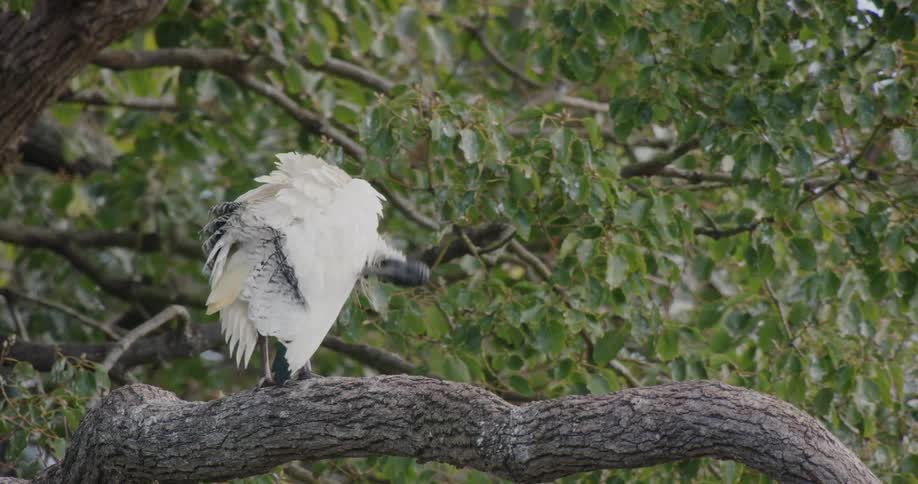 Australian white ibis resting in a tree branch outdoors at day