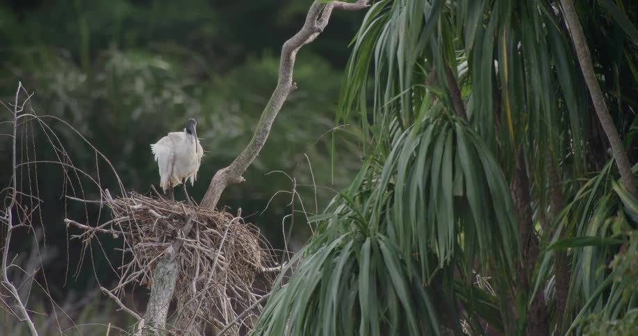 A bird perching on a nest with trees in the foreground and the background