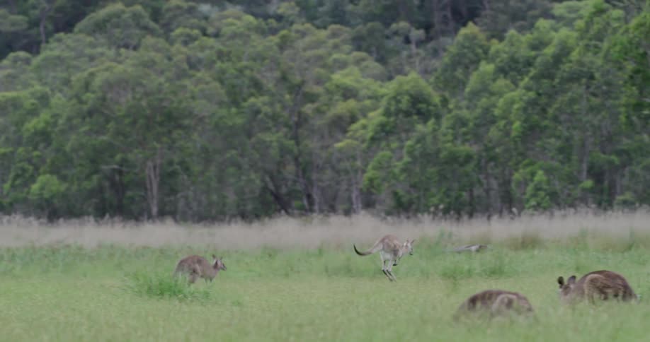 Kangaroos jump around and frolic in a field