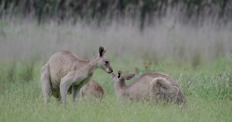 A group of kangaroos in a field