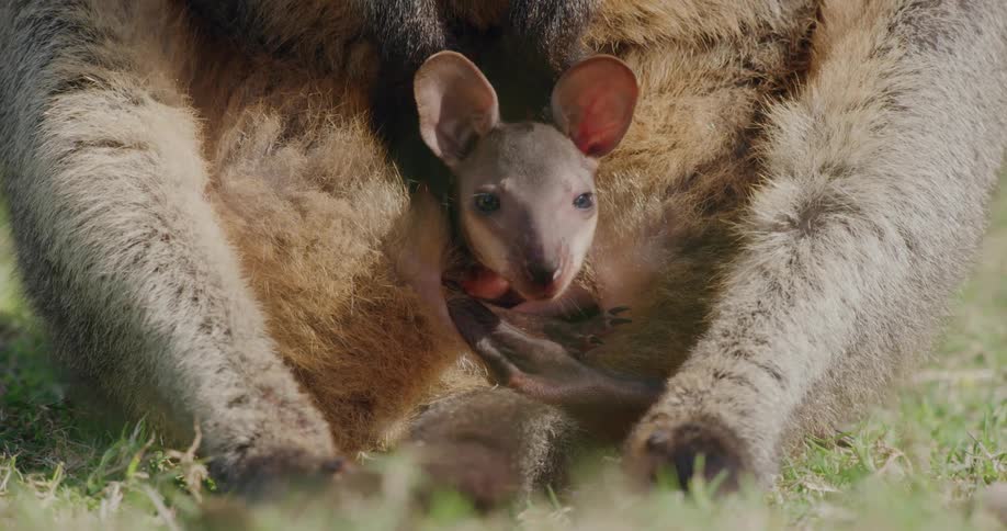 A joey peeks its head out of its kangaroo moms pouch