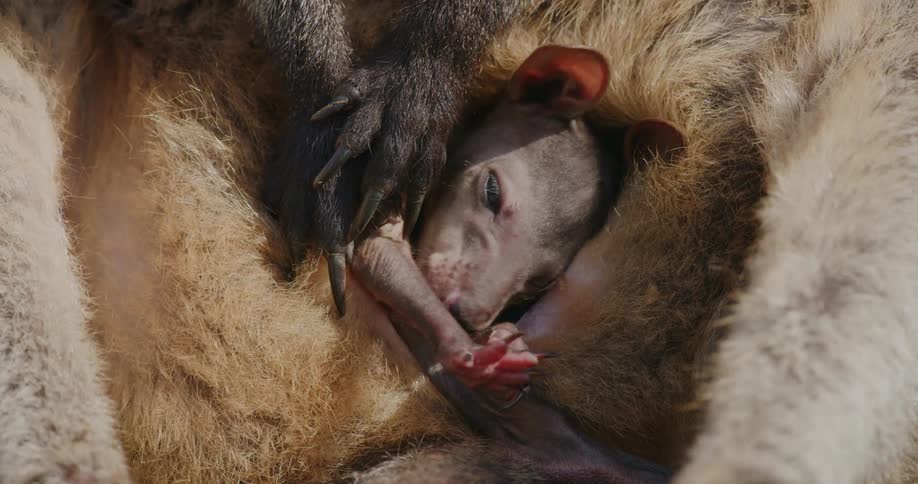 The joey peaks out of the pouch