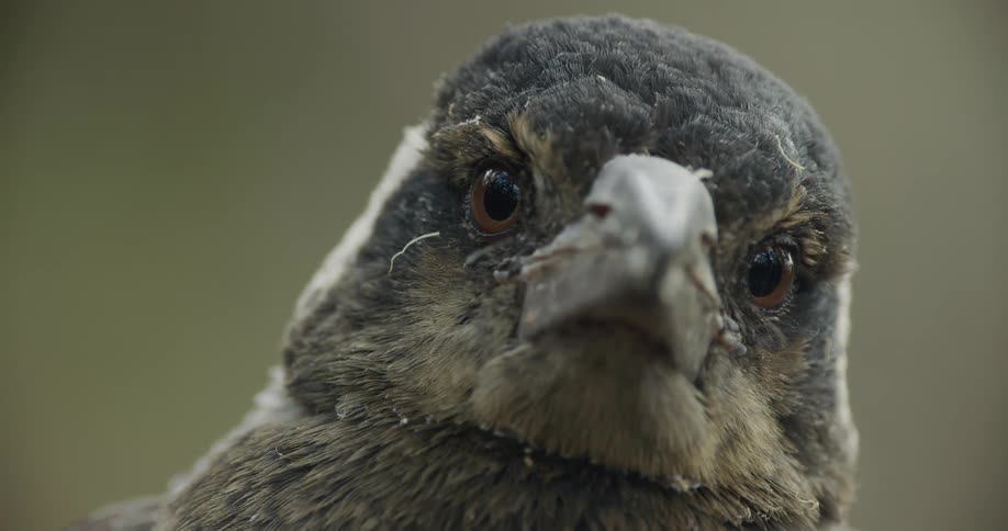 A close up of a bird