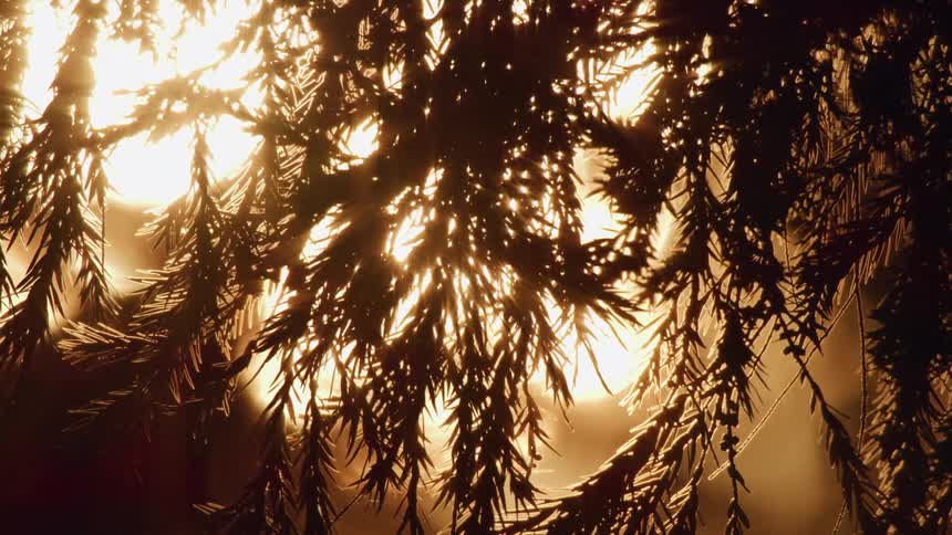 Needles of a pine tree blowing in the wind with the sun shining in the background