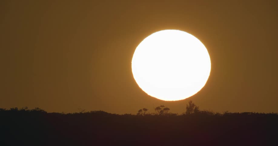 A giant glowing sun rises in the sky above the silhouette of trees and branches