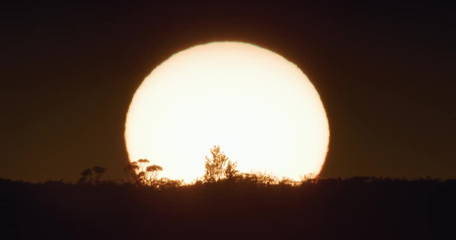 The silhouette of tree tops and branches against the giant glowing sun in the sky at sunrise