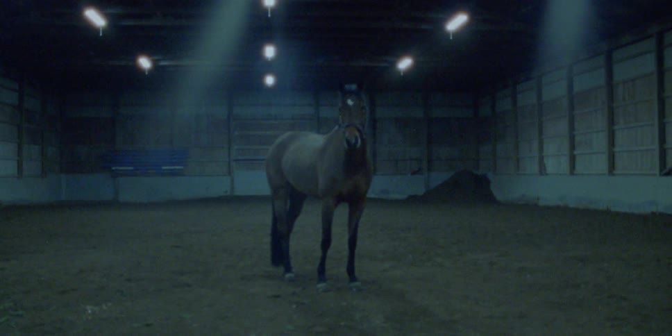 A horse standing motionless in the center of an indoor enclosure
