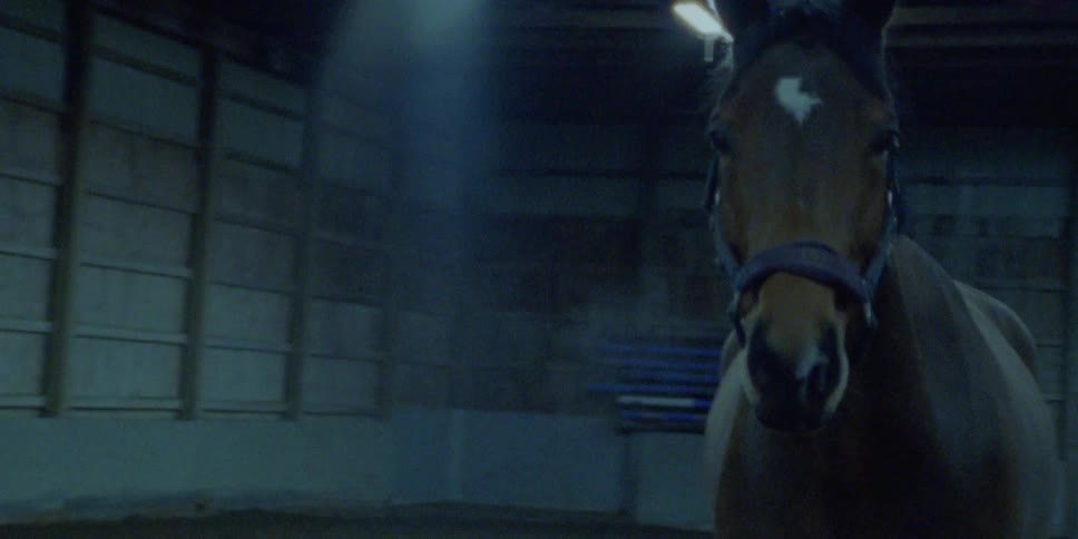 A harnessed horse standing in an indoor enclosure