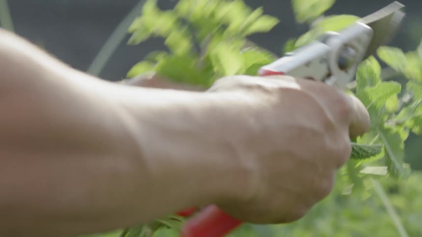 A person prunes some green plants