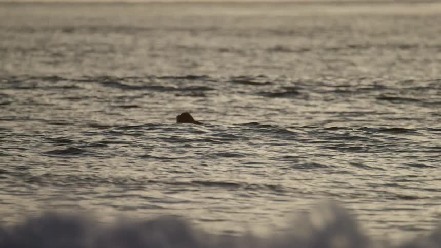 A surfer lies on his board in the ocean at sunset
