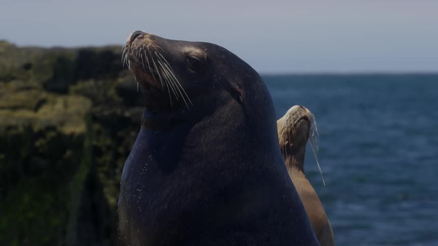 Two seals sitting on rocks as water splashes on them