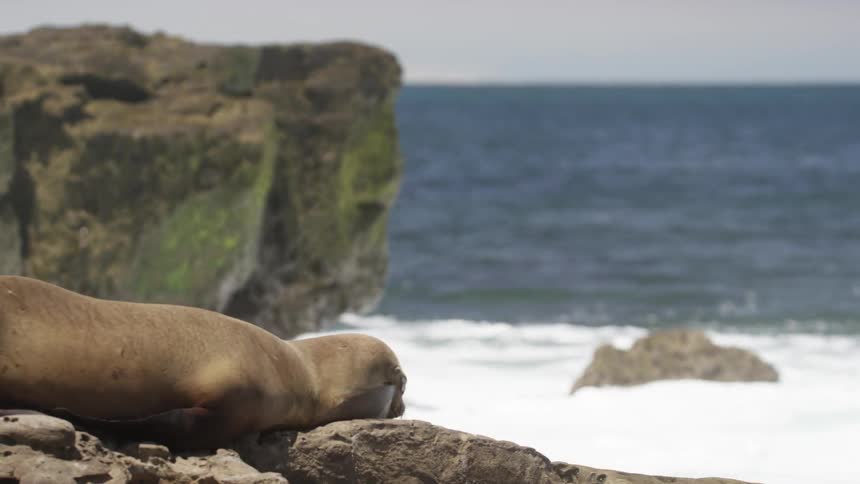 A sea lion sunbathes on rocks while ocean waves crash in the background