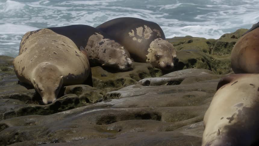 Several sea lions are sleeping while the ocean splashes below them