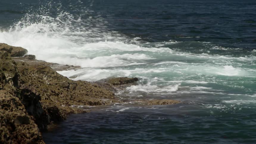A sea lion swims in the waves as they break against the rocks