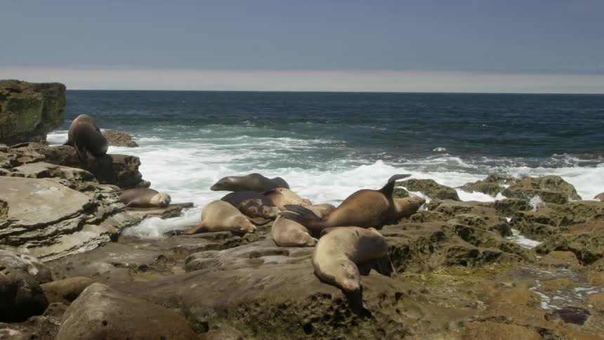 Sea lions sunbathe on rocks as waves come to shore