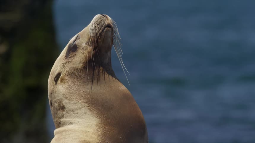 A seal is looking up into the sky on a sunny day