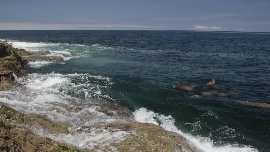 Sea lions swim in the waves off the rocky shore
