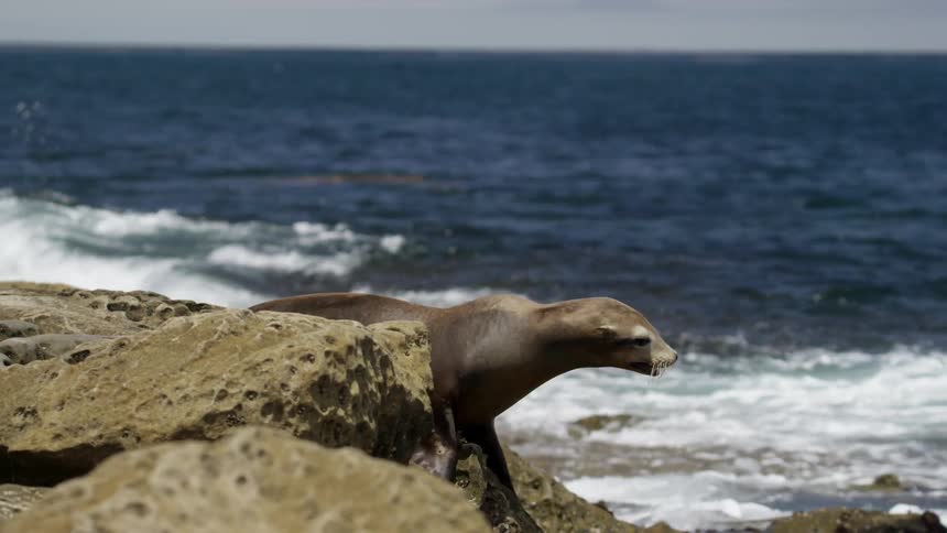 A young seal looks around the beach