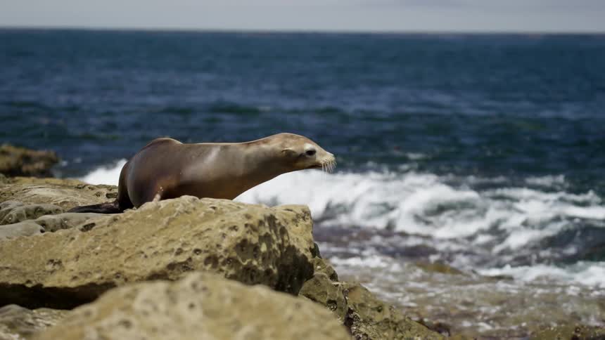 A seal is walking alone some rocks on the shore