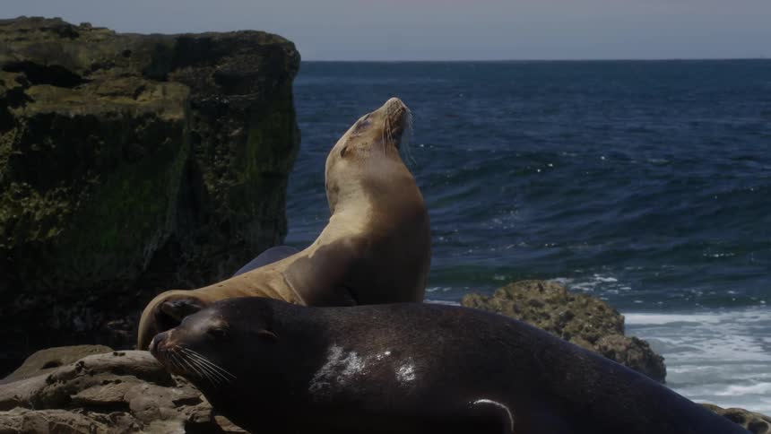 A sea lion on a rock