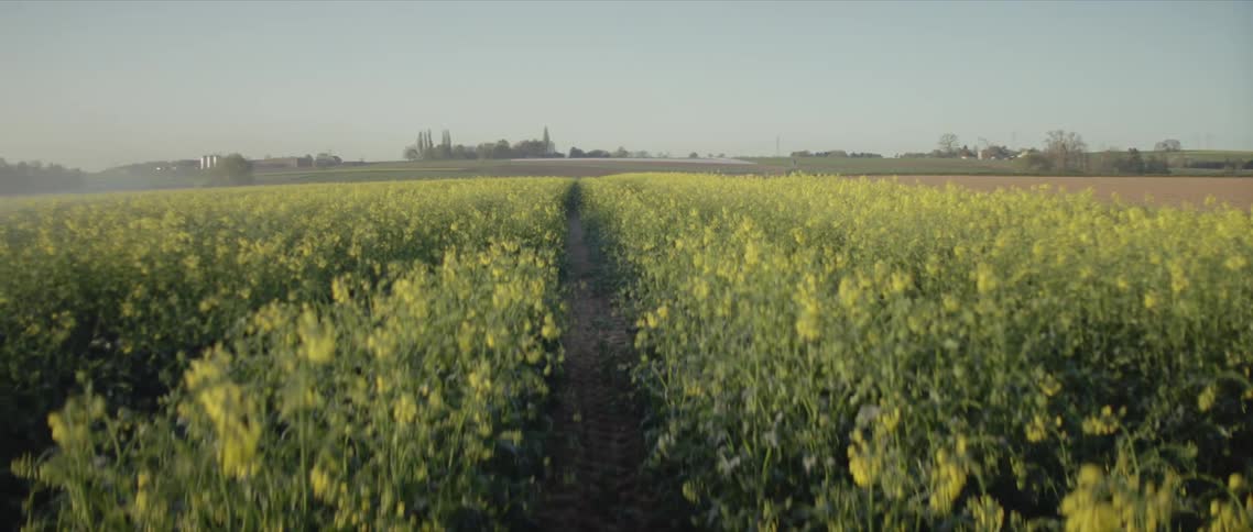 A cultivated field of yellow flowering plants with trees and farm buildings on the horizon