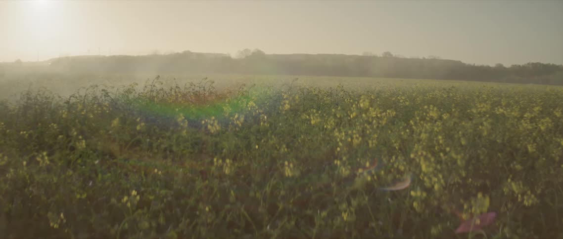 A grassy field with wildflowers and the sky in the background