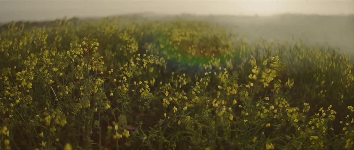 Flowers on a prairie