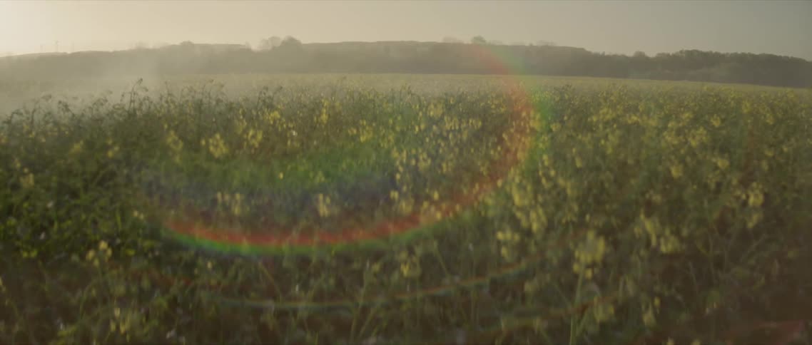 Flowers in an open field