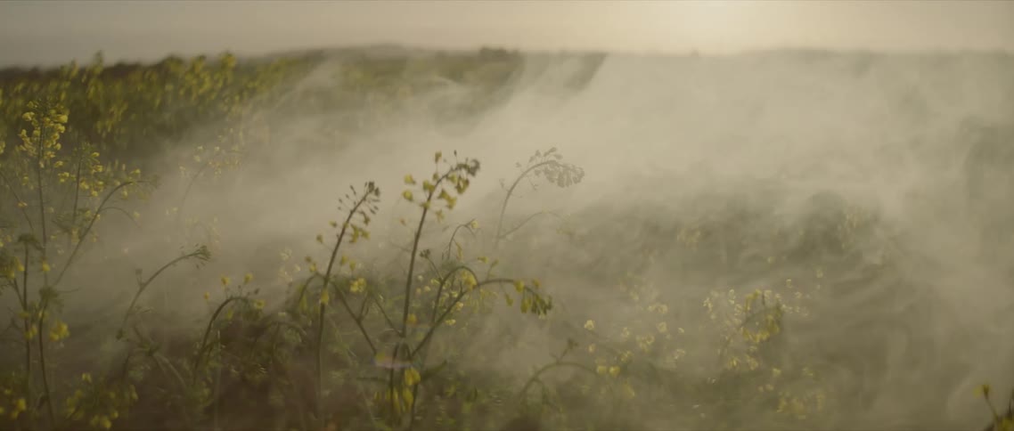 Fog floating through a field of plants with yellow flowers