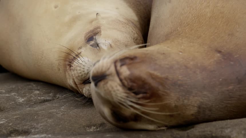 Two seals are sleeping side by side on a rock