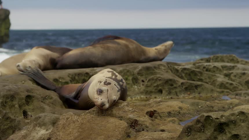 Sea lions bask in the sun on the shoreline