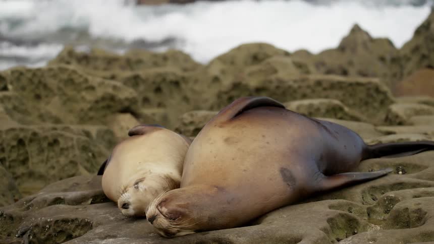 Two sea lions resting on rocks by the water