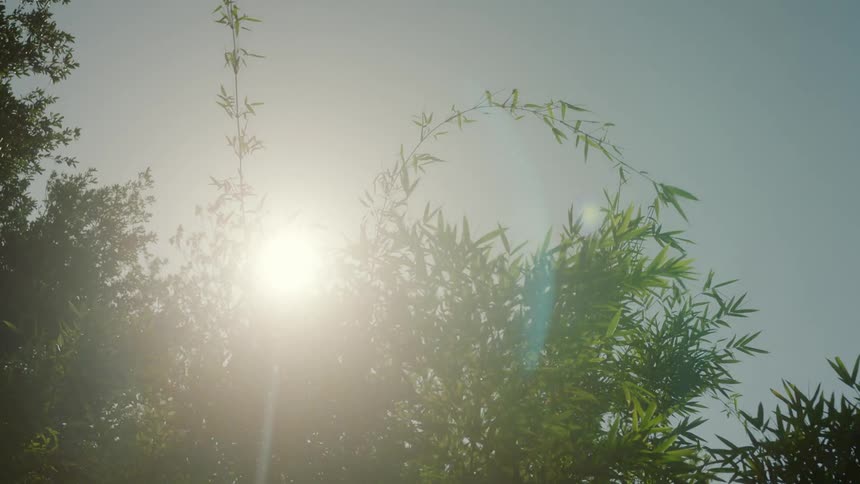 The sun shines brightly through the tree branches in a cloudless sky