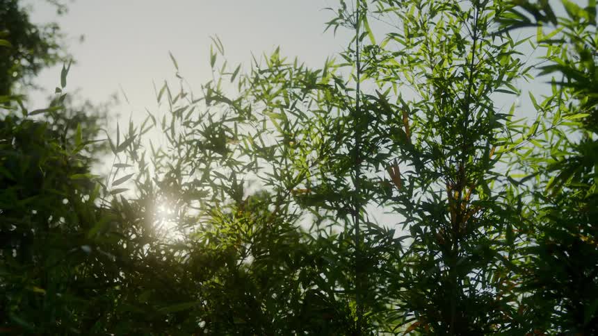 Trees blowing in the wind with sunlight in the background