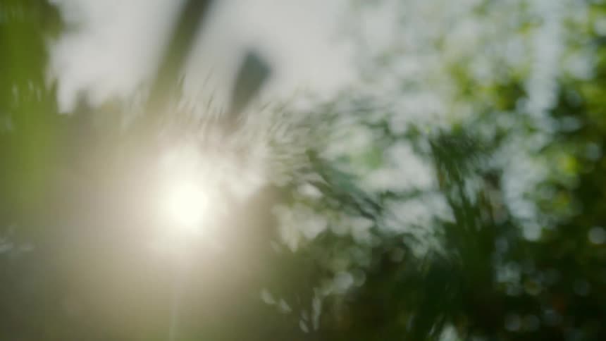 Leaves on plants blowing in the wind with the sun in the background